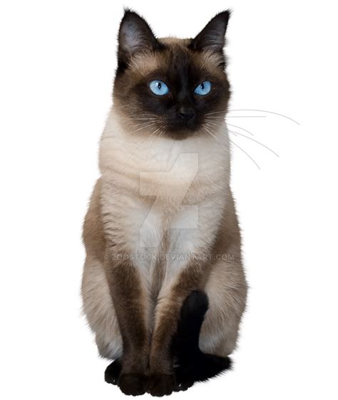 pictures of siamese cats|siamese cat no background.